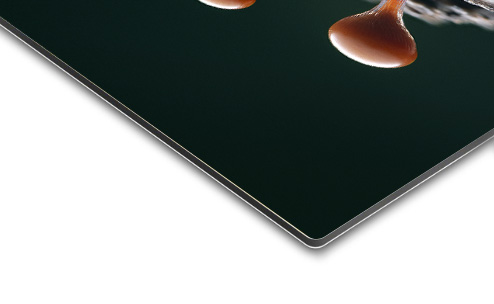 Myxomycètes – Image 4