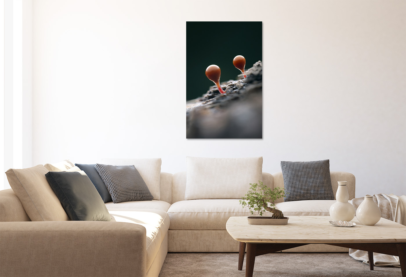 Myxomycètes – Image 2