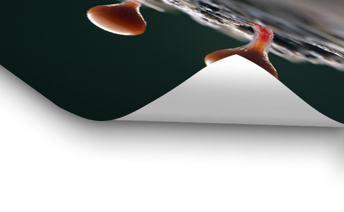 Myxomycètes – Image 3